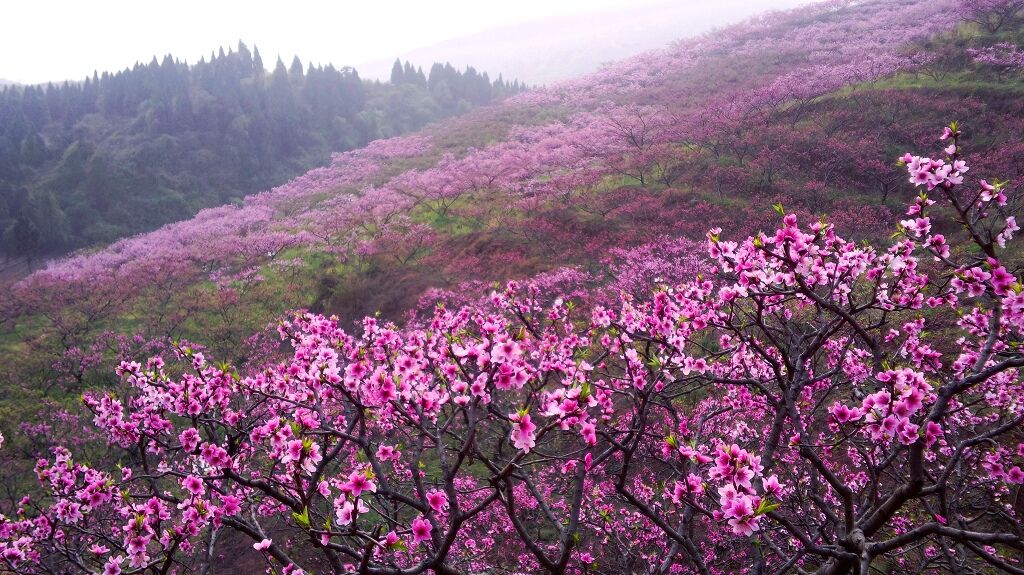 来场生态旅游吧 一起到丹棱赏桃花品不知火