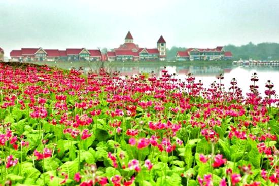 春花还没开完 20万株报春花在西岭雪山绽放