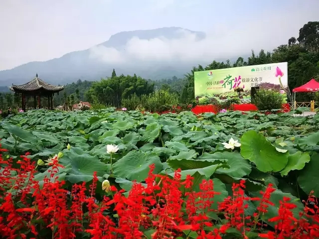 首届"荷花"旅游节开幕式,暨雅女荷园开园仪式,在洪雅花溪镇黄龙村1组