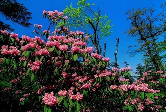 瓦屋山杜鵑花