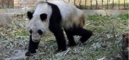 饲养条件不合格 旅居兰州大熊猫“蜀兰”将回川养老