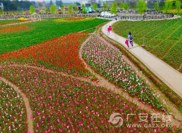 银城花海鲜花盛开美景如画.