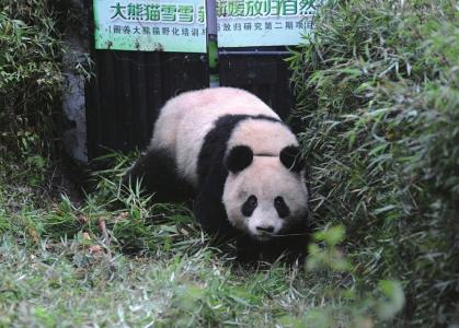 今后十年 四川将再建一个大熊猫野化放归地